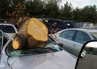 796-c1012CAR-TREE